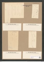 Pleurosigma var. peisonis Grun. (de-Toni-Nr.: Genus 13, Species 1076) Zeichnungen Sammlung Grunow Nr. 1977 (NHMW-BOT-W0369123)